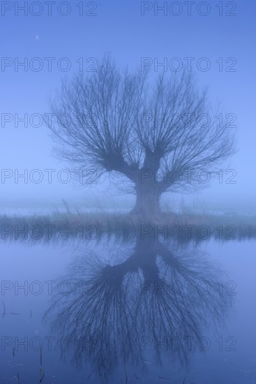 Willow in fog at Dümmer, Dümmer See, Ochsenmoor, blue hour, Hüde, Lower Saxony, Germany