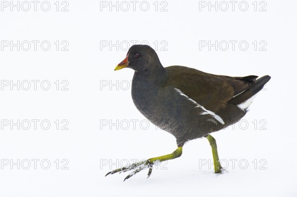 Moorhen (Gallinula chloropus) in the snow, Vechta, Lower Saxony, Germany