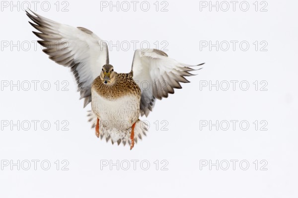 Flying mallard (anas platyrhynchos) in winter, Vechta, Lower Saxony, Germany