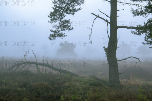 Pine (Pinaceae) in the moor with fog, nature reserve, Vernner Moor, Neuenkirchen-Vörden, Lower Saxony, Germany