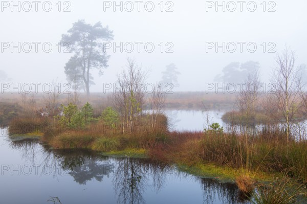 Pine (Pinaceae) in the moor with fog, cNature reserve, Vernner Moor, Neuenkirchen-Vörden, Lower Saxony, Germany