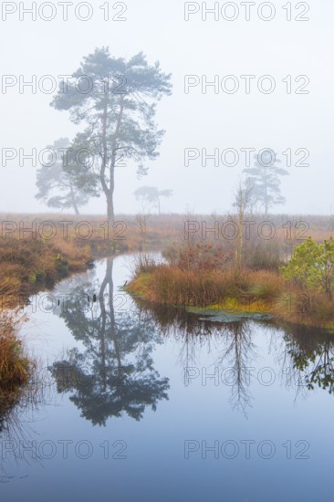 Pine (Pinaceae) in the moor with fog, cNature reserve, Vernner Moor, Neuenkirchen-Vörden, Lower Saxony, Germany