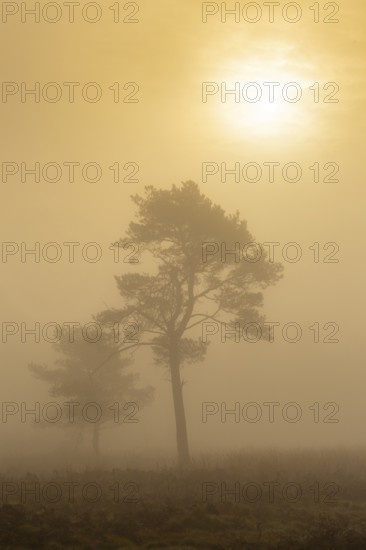 Pine (Pinaceae) in the moor with fog, nature reserve, Vernner Moor, Neuenkirchen-Vörden, Lower Saxony, Germany