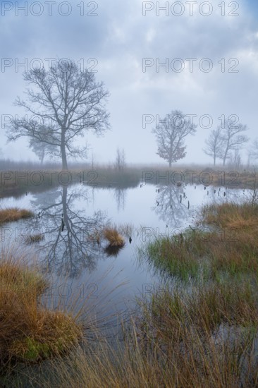 Oak (Quercus) in the moor with fog, Venner Moor, Neuenkirchen-Vörden, Lower Saxony, Germany