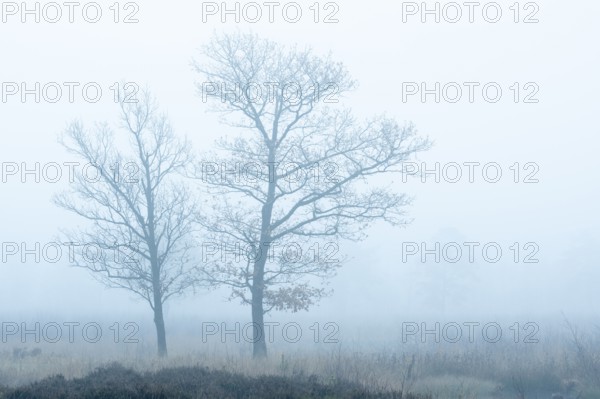 Oak (Quercus) in the moor with fog, nature reserve, Vernner Moor, Neuenkirchen-Vörden, Lower Saxony, Germany