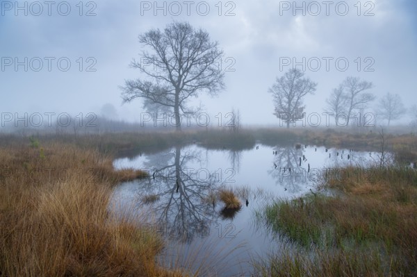 Oak (Quercus) in the moor with fog, Venner Moor, Neuenkirchen-Vörden, Lower Saxony, Germany