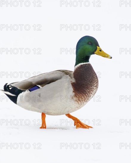 Mallard (anas platyrhynchos) in the snow, Vechta, Lower Saxony, Germany