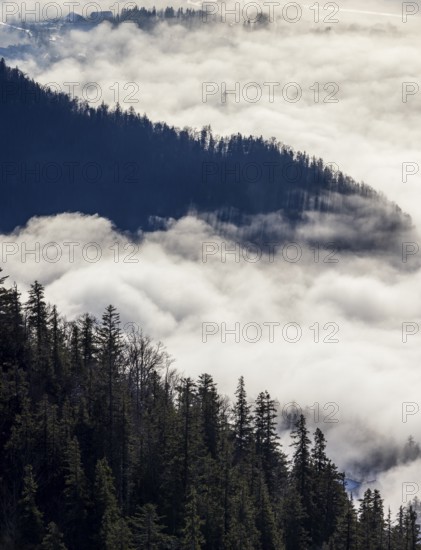 View of a sea of fog from Vormauerstein, Strobl am Wolfgangsee, church tower sticking out of the fog, inversion weather, Osterhorn Group, Salzkammergut, Province of Salzburg, Austria