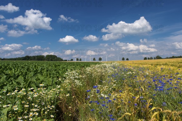 Cornflowers (Centaurea cyanus) in a cereal field, Oldenburger Münsterland, Goldenstedt, Lower Saxony, Germany