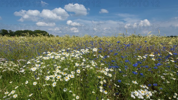 Cornflowers on a grain field in summer, Oldenburger Münsterland, Goldenstedt, Lower Saxony, Germany