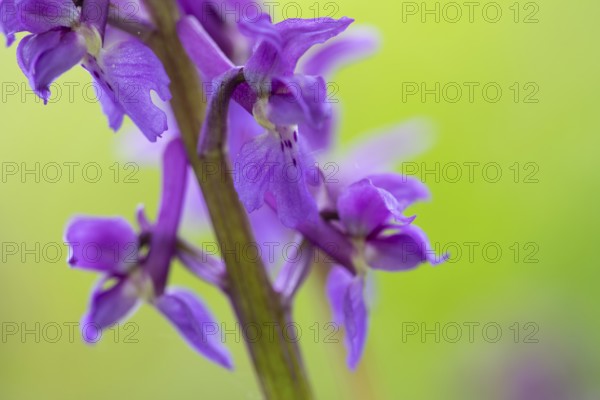 Early purple orchid (Orchis mascula), Osnabrück, Lower Saxony, Germany