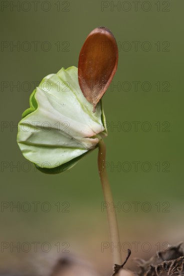 Beech seedling (Fagus sylvatica) on the forest floor, Vechta, Lower Saxony, Germany