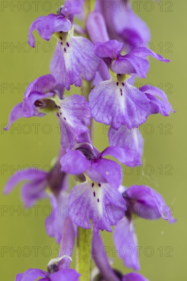 Early purple orchid (Orchis mascula), Osnabrück, Lower Saxony, Germany