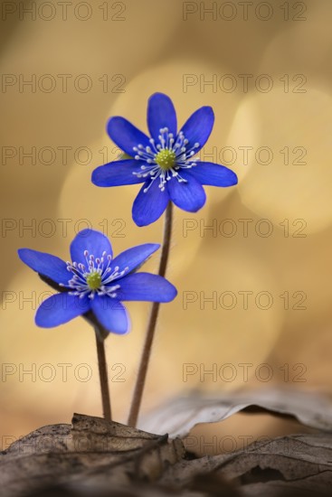 Blooming liverwort (Anemone hepatica), early bloomer, Steinhagen, Lower Saxony, Germany