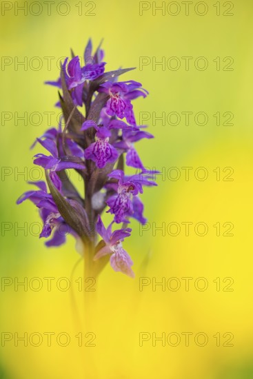 Early purple orchid (Orchis mascula), Aschen, Lower Saxony, Germany