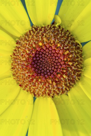 Glebionis segetum, flower, bee pasture, Sevelten, Cloppenburg, Lower Saxony, Germany