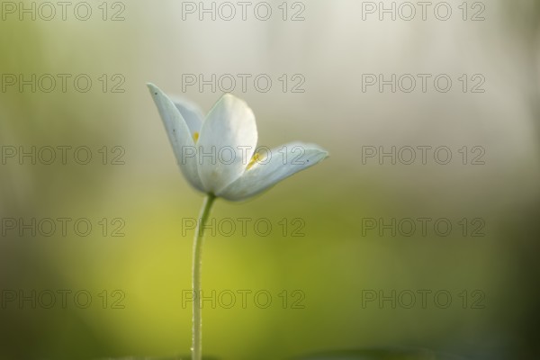 Wood anemone (Anemone nemorosa), Vechta, Lower Saxony, Germany