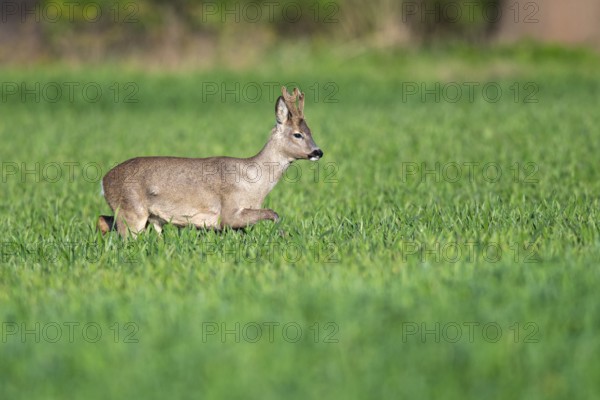 Roebuck (Capreolus capreolus) in winter coat, Vechta, Lower Saxony, Germany
