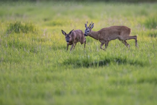 Roebuck (Capreolus capreolus) driving doe in rut, Vechta, Lower Saxony, Germany