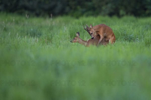 Roebuck (Capreolus capreolus), mating, leaf time, reproduction, Vechta, Lower Saxony, Germany