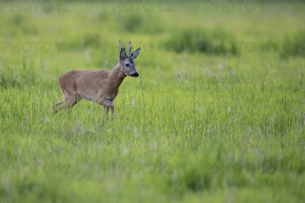Roebuck (Capreolus capreolus) in leaf time in a meadow, Vechta, Lower Saxony, Germany