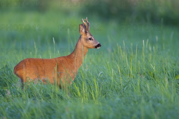 Roebuck (Capreolus capreolus) in the evening light in a meadow, Vechta, Lower Saxony, cGermany