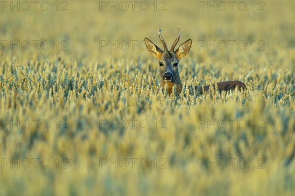 Roebuck (Capreolus capreolus) in a grain field, Vechta, Lower Saxony, Germany
