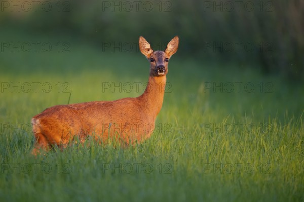 Female roe deer (Capreolus capreolus) in the evening light, Vechta, Lower Saxony, Germany
