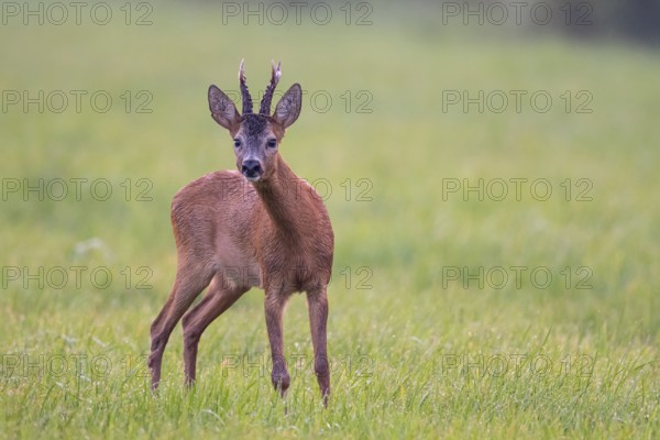 Roebuck (Capreolus capreolus), male, leaf time, hunting, Vechta, Lower Saxony, Germany