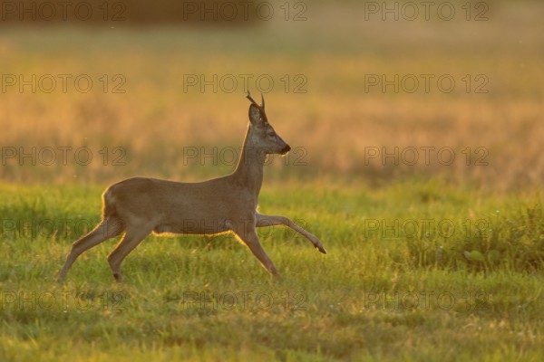 Roebuck (Capreolus capreolus), Vechta, Lower Saxony, Germany