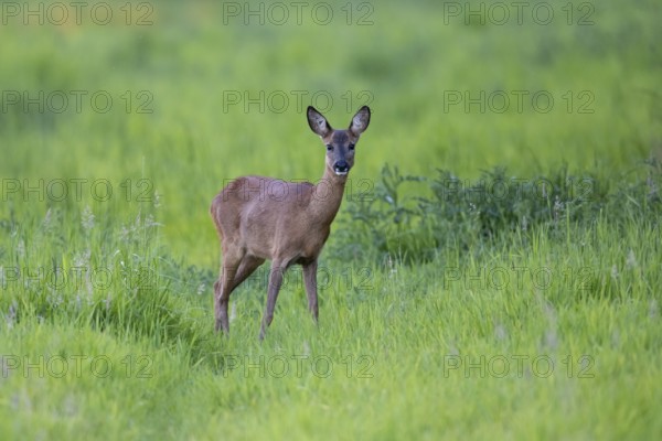 Female roe deer (Capreolus capreolus), Vechta, Lower Saxony, Germany