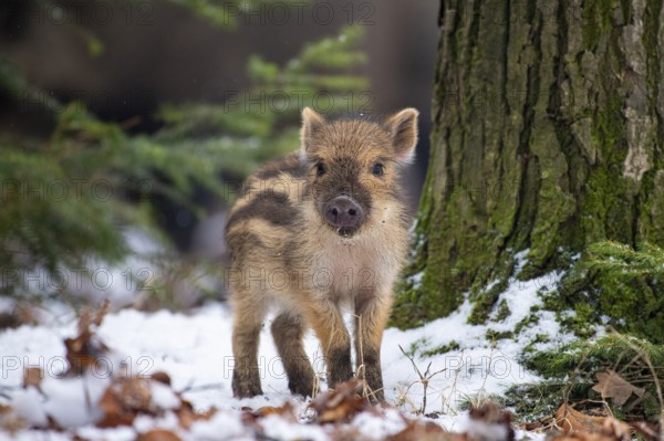 Wild boar (Sus scrofa) in the snow, fresh boar, Melle, Lower Saxony, Germany