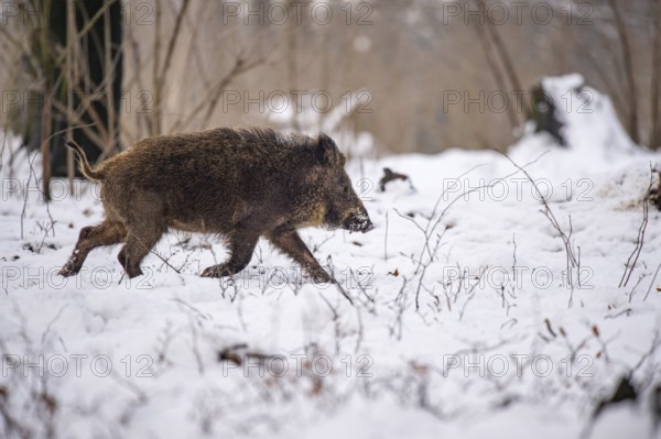 Wild boar (Sus scrofa) in the snow, Melle, Lower Saxony, Germany