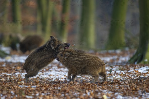 Wild boar (Sus scrofa) in the winer in the snow, young boar, Teutoburg Forest, Melle, Lower Saxony, Germany