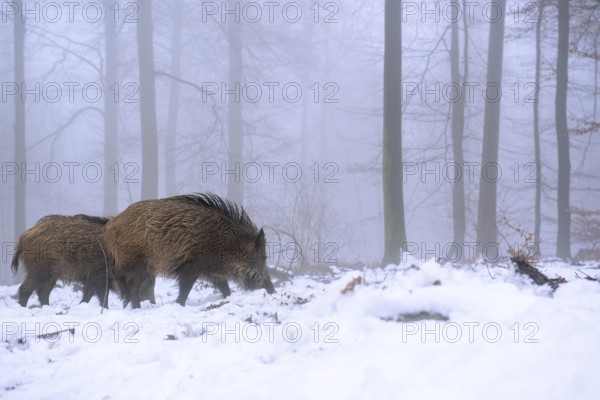 Wild boar (Sus scrofa) in the snow in a wintery forest, Teutoburg Forest, Melle, Lower Saxony, Germany