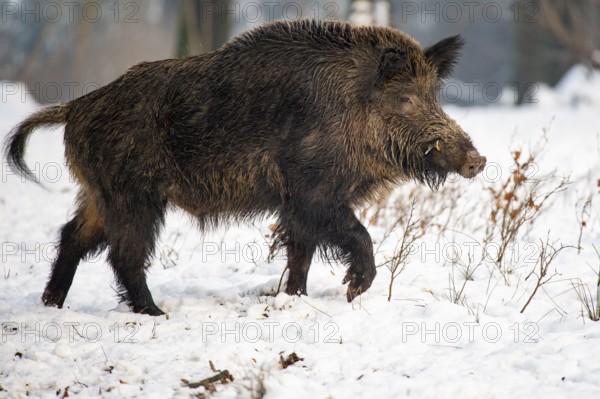 Wild boar (Sus scrofa) in the snow, wild boar, Melle, Lower Saxony, Germany