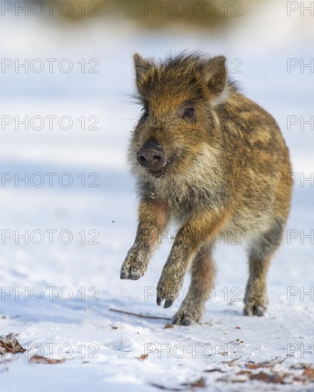 Wild boar (Sus scrofa) in the winer in the snow, young boar, Teutoburg Forest, Melle, Lower Saxony, Germany