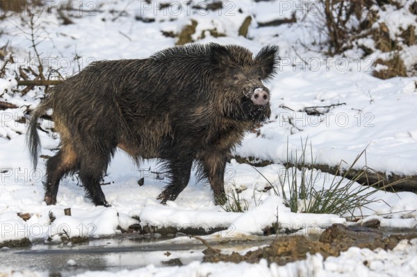 Wild boar (Sus scrofa) in the snow, boar, male, Melle, Lower Saxony, Germany