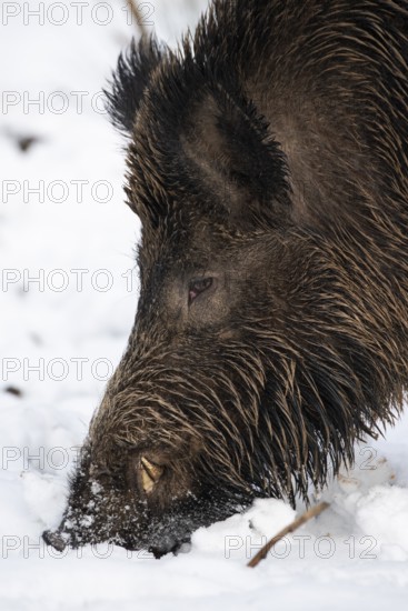 Wild boar (Sus scrofa) in the snow, boar, male, Melle, Lower Saxony, Germany