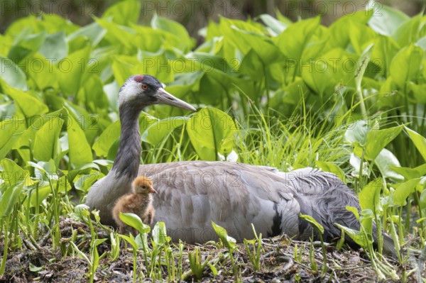 Crane (gurs grus) in nest with chicks, Feldberger Seenlandschaft, Mecklenburg-Vorpommern, Germany