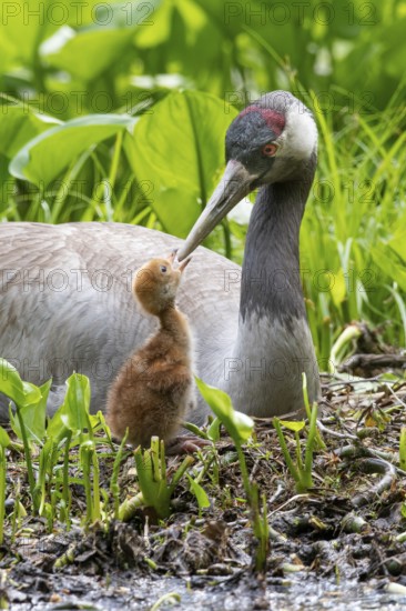 Crane (gurs grus) in nest with chicks, Feldberger Seenlandschaft, Mecklenburg-Vorpommern, Germany