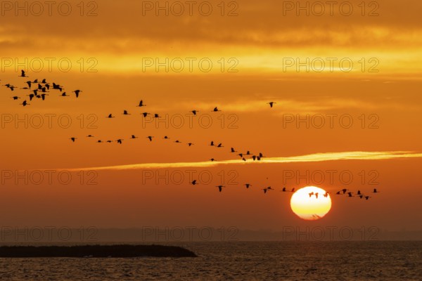 Cranes (grus grus) flying over the Baltic Sea at sunrise, Zingst, Mecklenburg-Vorpommern, Germany