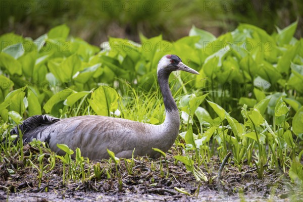 Crane (gurs grus) in the nest, Feldberger Seenlandschaft, Mecklenburg-Vorpommern, Germany