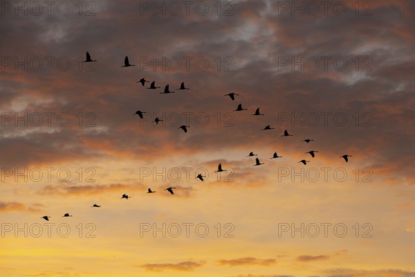 Migrating cranes (grus grus) in front of the evening sky, Oldenburger Münsterland, Goldenstedt, Lower Saxony, Germany