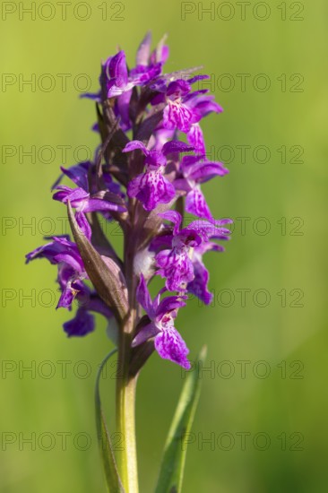 Early purple orchid (Orchis mascula), orchid, wet meadow, Aschen, Lower Saxony, Germany