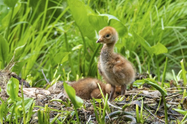 Chicks of a crane (gurs grus) in the nest, Feldberger Seenlandschaft, Mecklenburg-Vorpommern, Germany