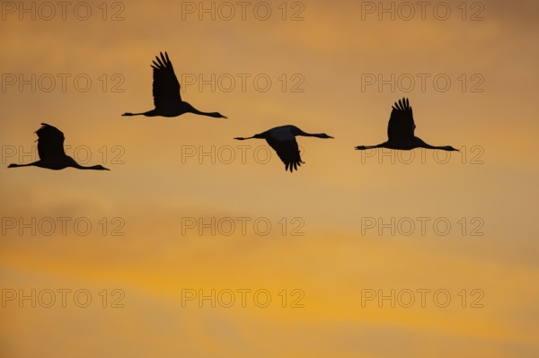 Migrating cranes (grus grus) in front of the evening sky, Goldenstedter Moor, Goldenstedt, Lower Saxony, Germany