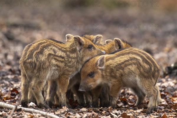 Wild boar (Sus scrofa), fresh boar, Melle, Lower Saxony, Germany