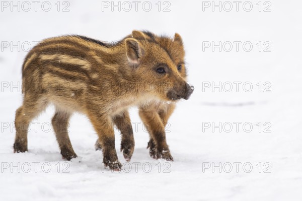 Wild boar (Sus scrofa) in the snow, fresh boar, Melle, Lower Saxony, Germany