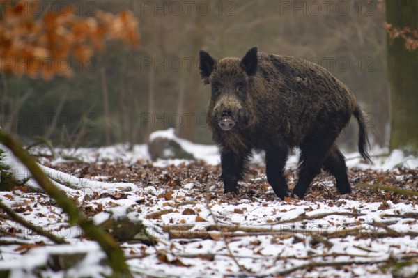 Wild boar (Sus scrofa) in the snow, wild boar, Melle, Lower Saxony, Germany